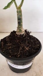 ENXERTO 12323 – 20cm (cor LM 04) - Imagem 6