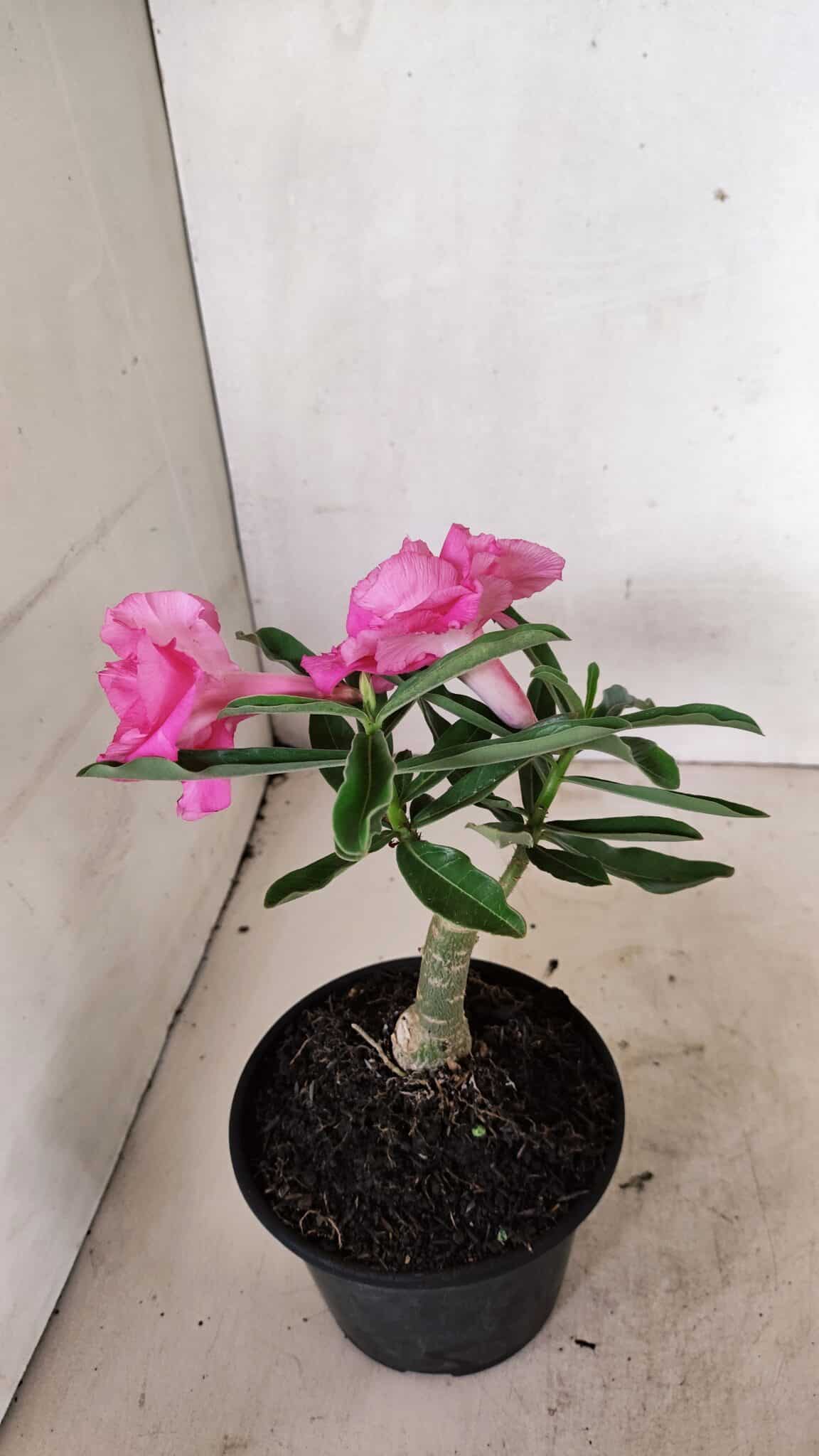 ENXERTO 12323 (5) ENXERTO 12323 – 20cm (cor LM 04) - Imagem 5