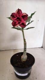 ENXERTO 12324 – 20cm (cor LM 362) - Imagem 2