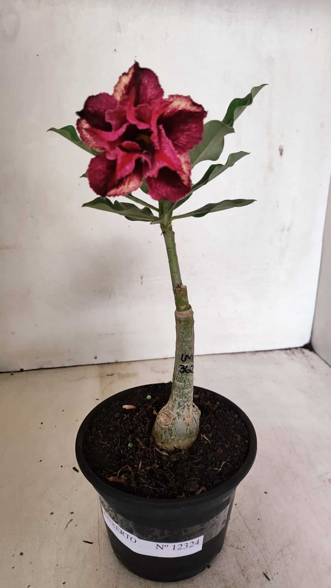 ENXERTO 12324 (1) ENXERTO 12324 – 20cm (cor LM 362) - Imagem 2