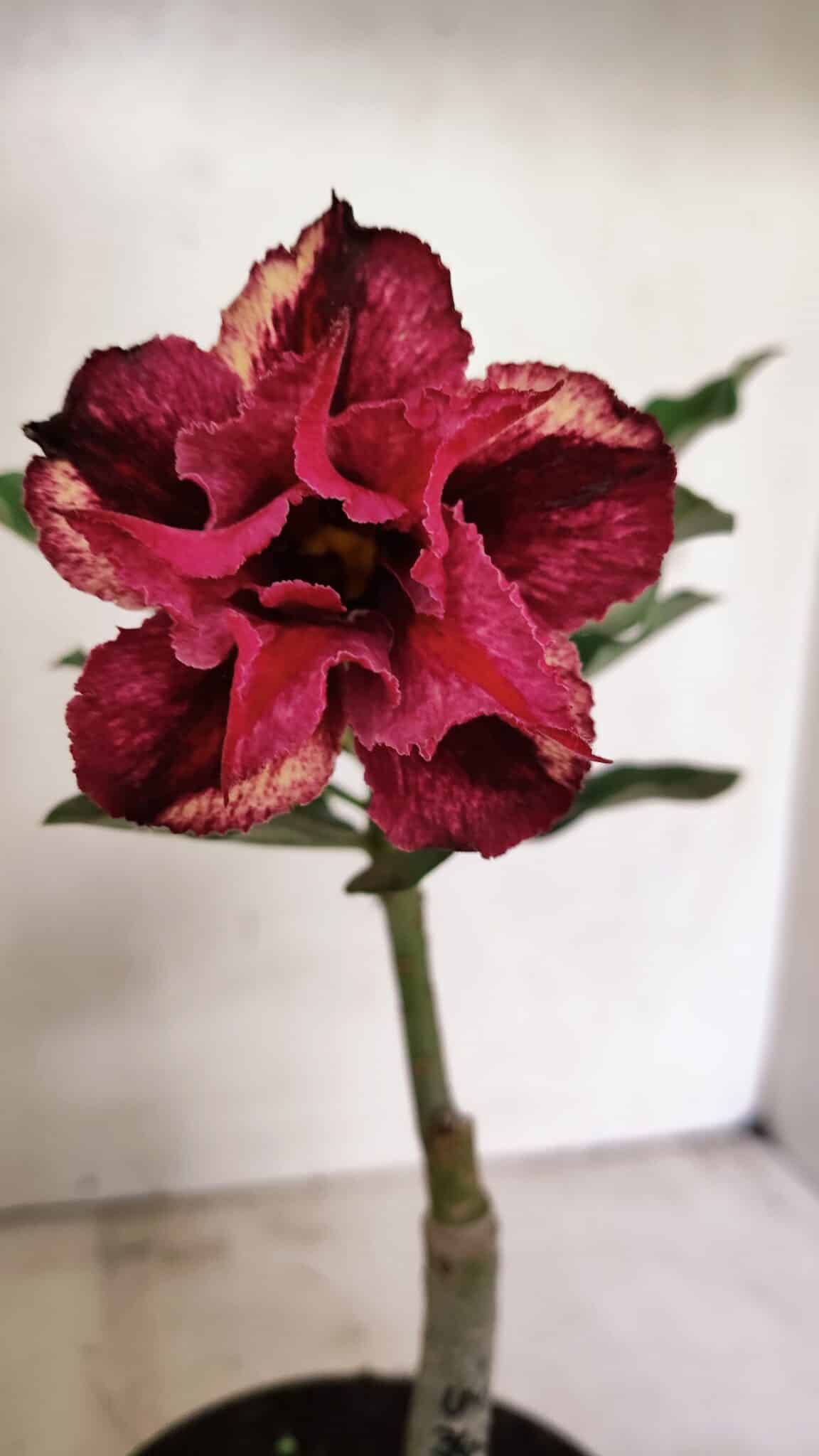 ENXERTO 12324 (2) ENXERTO 12324 – 20cm (cor LM 362) - Imagem 1