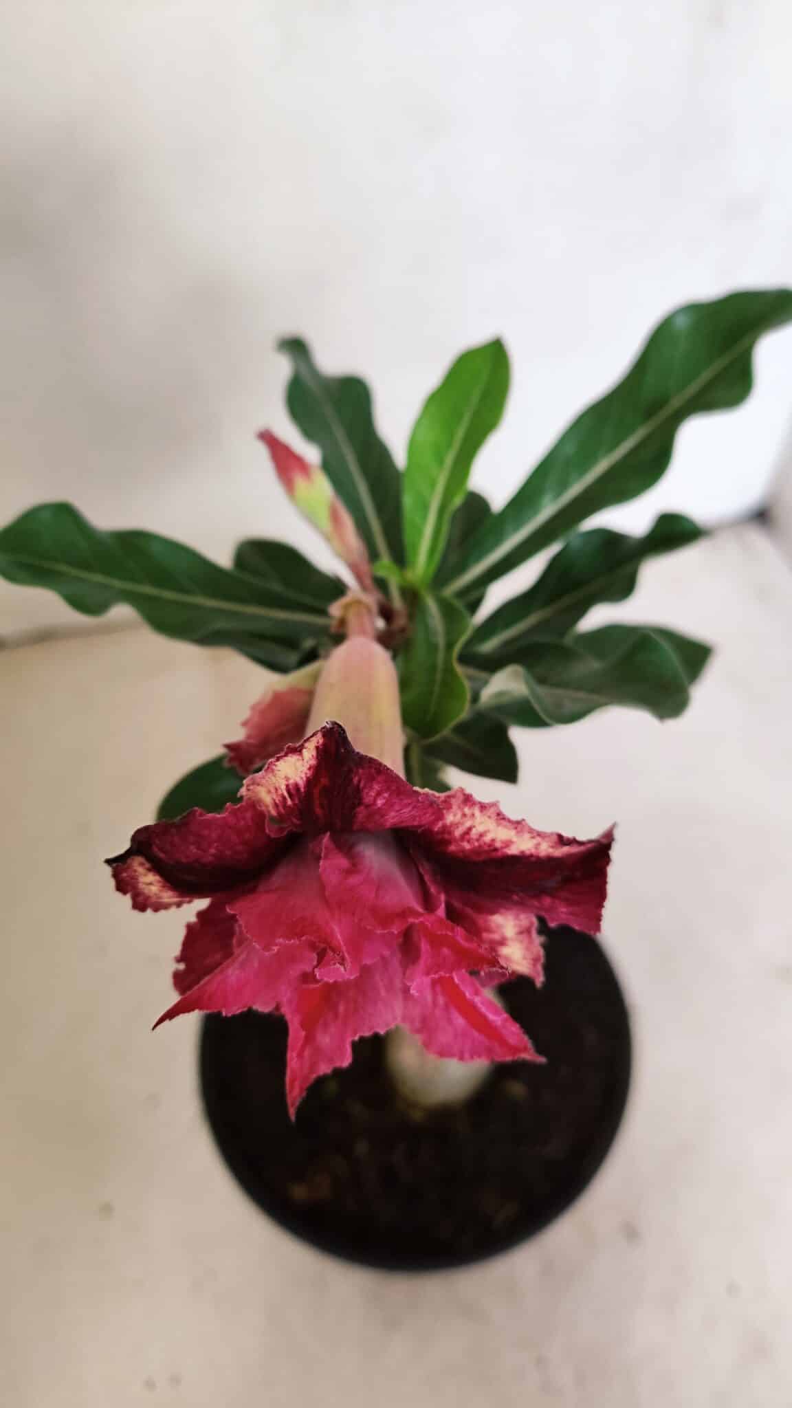 ENXERTO 12324 (3) ENXERTO 12324 – 20cm (cor LM 362) - Imagem 4