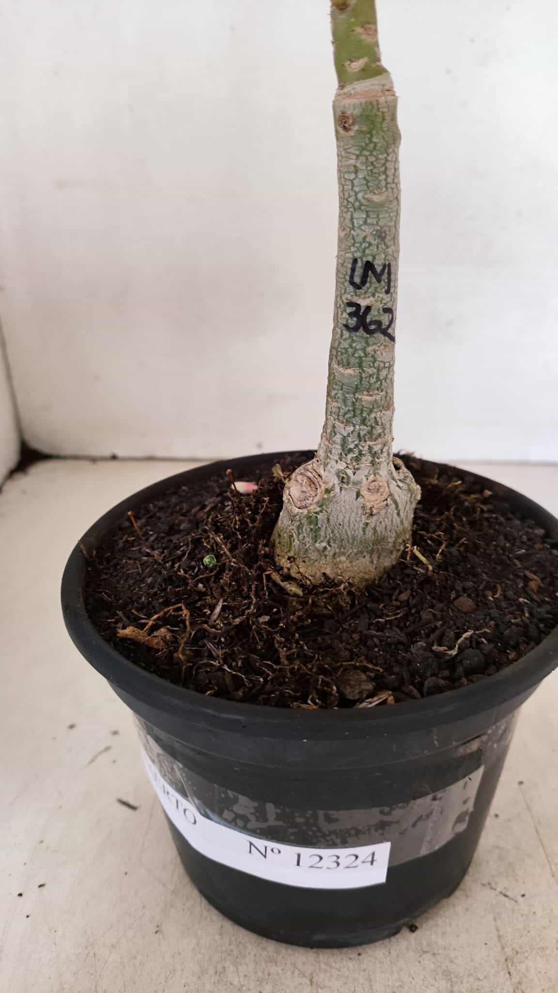 ENXERTO 12324 (4) ENXERTO 12324 – 20cm (cor LM 362) - Imagem 6