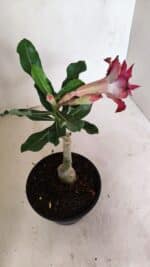 ENXERTO 12324 – 20cm (cor LM 362) - Imagem 5