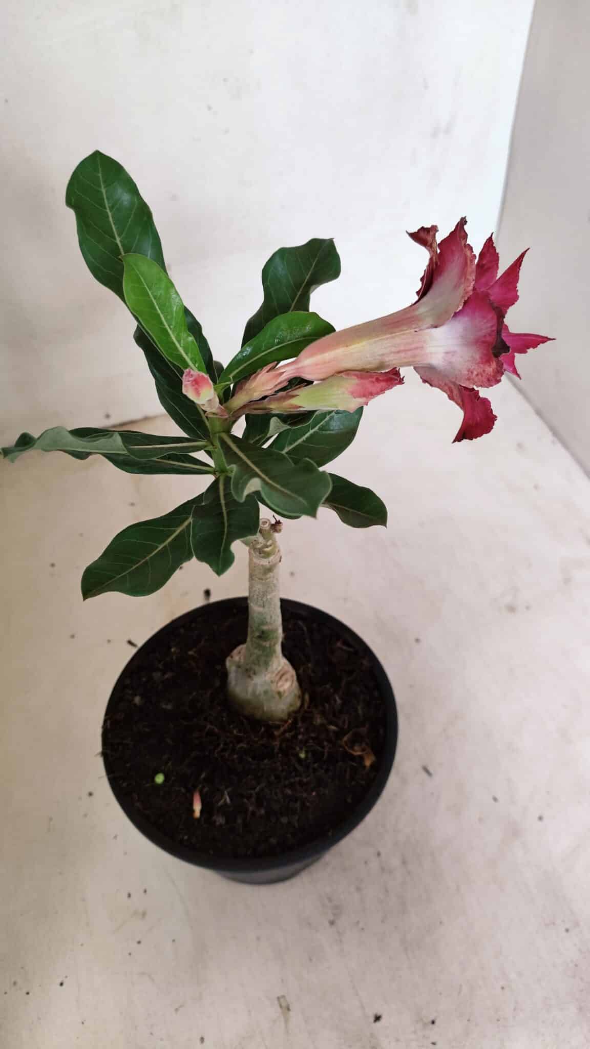 ENXERTO 12324 (5) ENXERTO 12324 – 20cm (cor LM 362) - Imagem 5