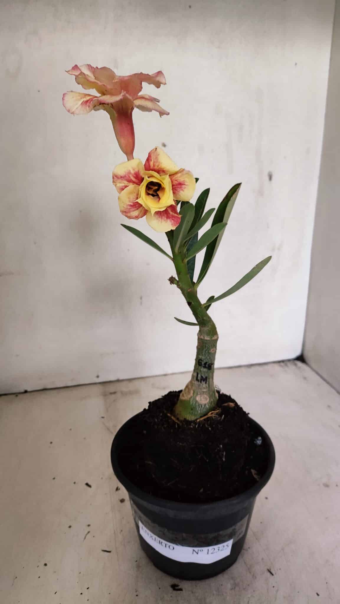 ENXERTO 12325 (1) ENXERTO 12325 – 20cm (cor LM 618) - Imagem 2