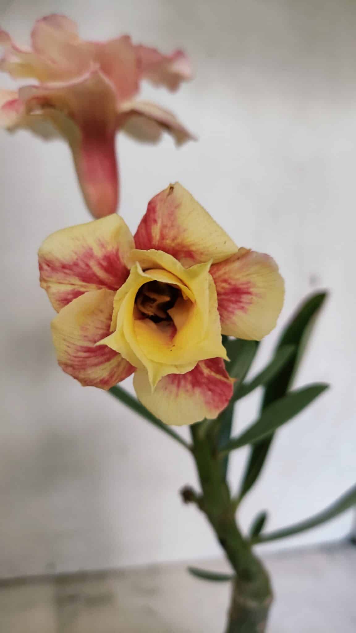 ENXERTO 12325 (2) ENXERTO 12325 – 20cm (cor LM 618) - Imagem 1