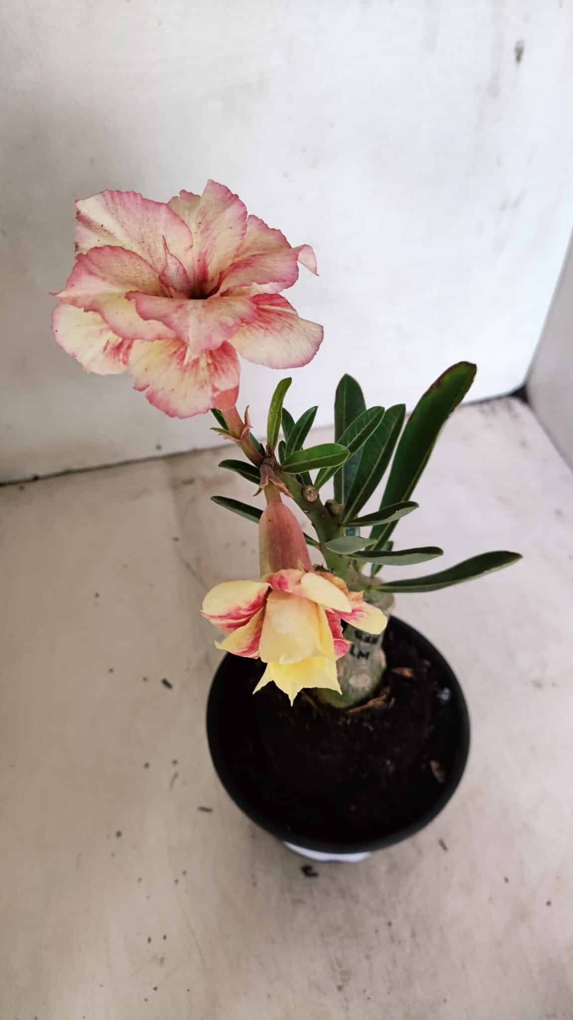 ENXERTO 12325 (3) ENXERTO 12325 – 20cm (cor LM 618) - Imagem 4