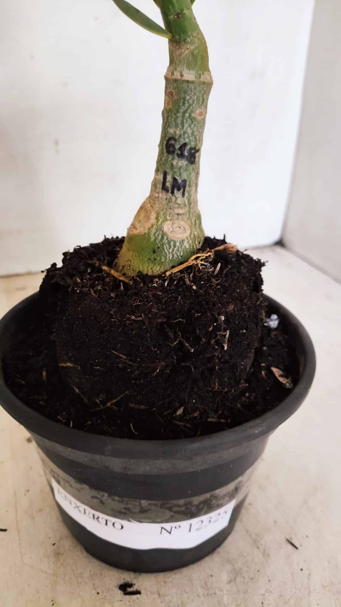 ENXERTO 12325 (4) ENXERTO 12325 – 20cm (cor LM 618) - Imagem 6