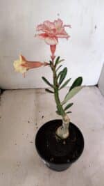 ENXERTO 12325 – 20cm (cor LM 618) - Imagem 5