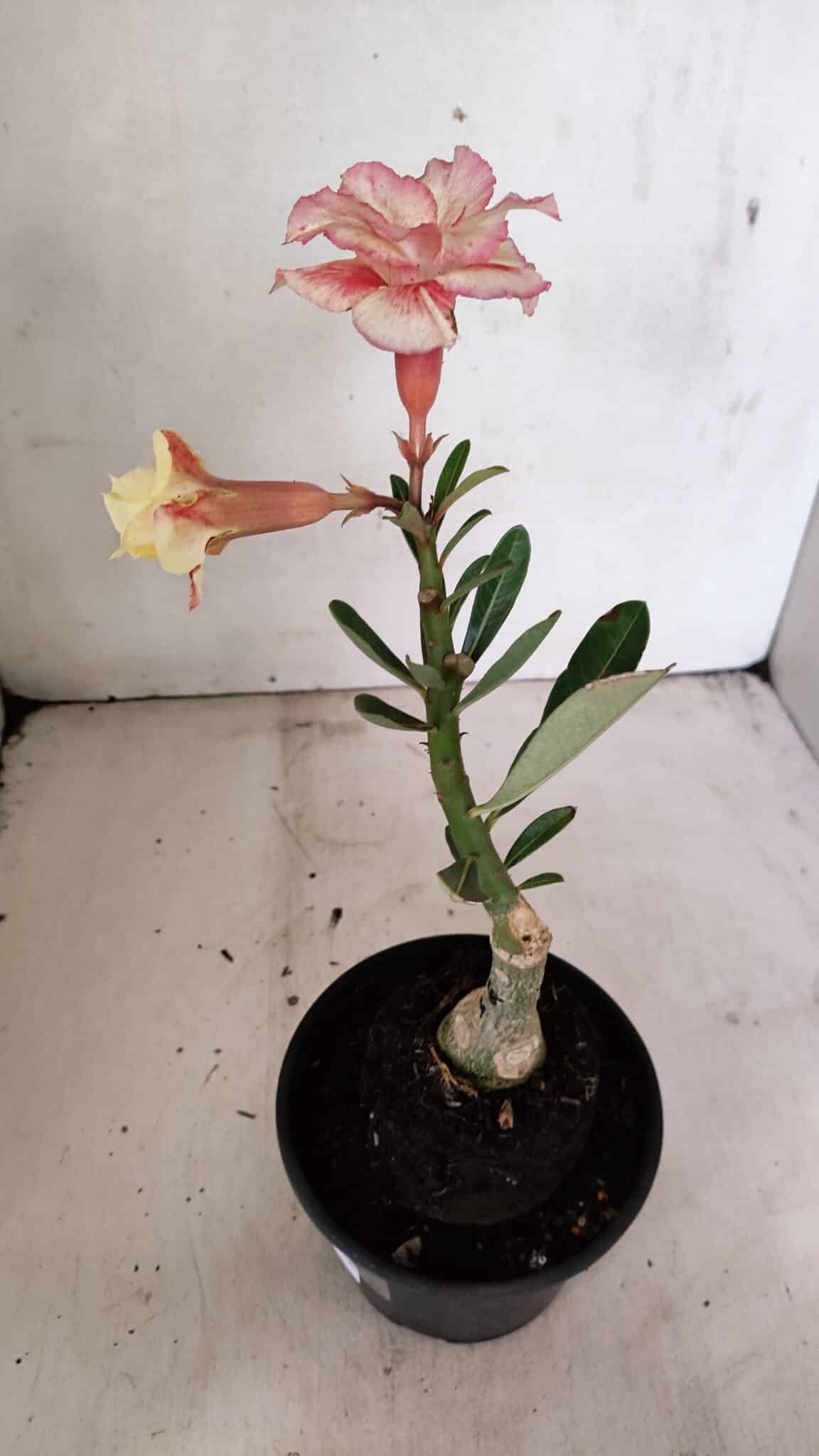 ENXERTO 12325 (5) ENXERTO 12325 – 20cm (cor LM 618) - Imagem 5