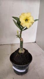 ENXERTO 12326 – 20cm (cor LM 436) - Imagem 2