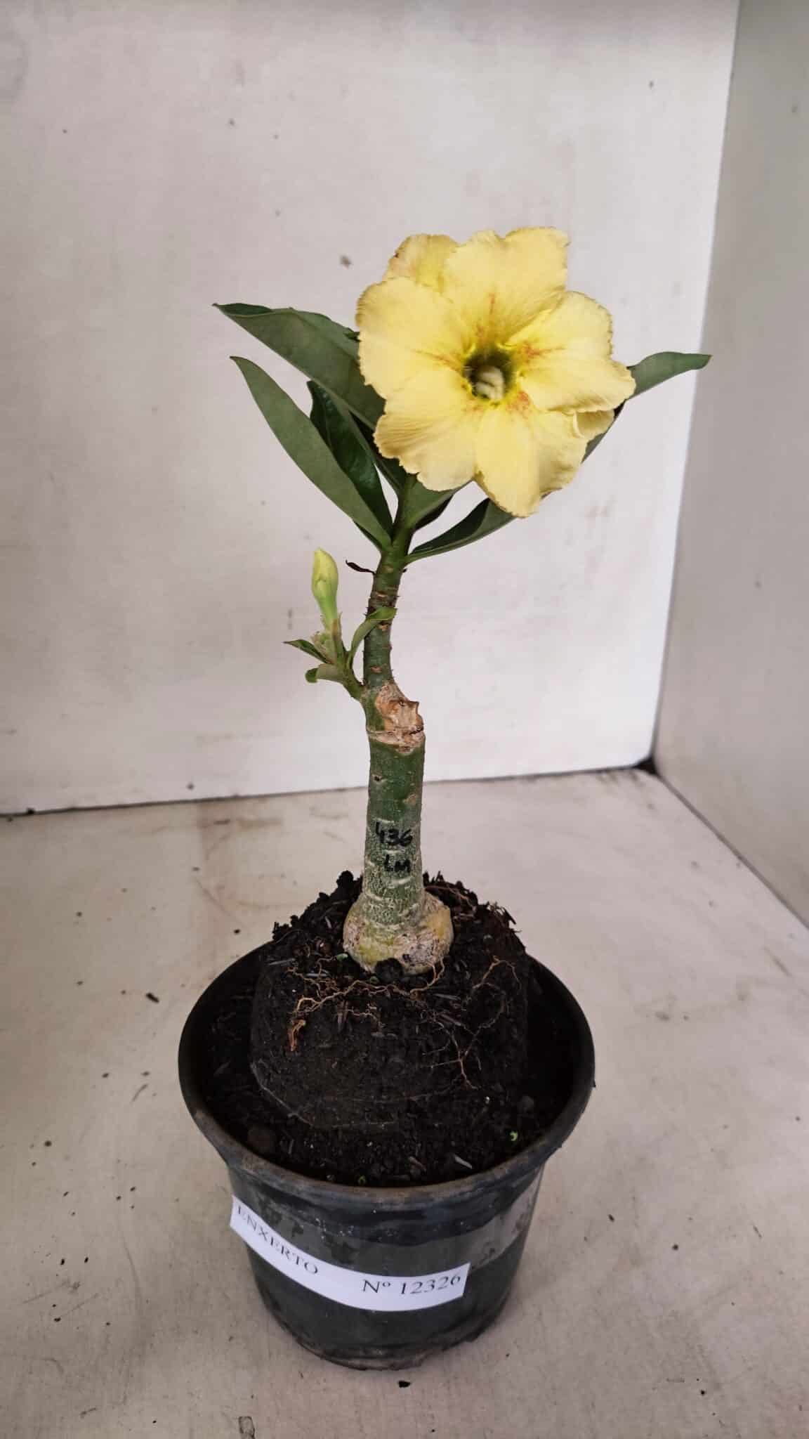 ENXERTO 12326 (1) ENXERTO 12326 – 20cm (cor LM 436) - Imagem 2