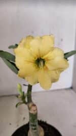 ENXERTO 12326 – 20cm (cor LM 436)