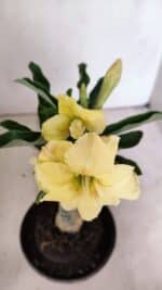 ENXERTO 12326 – 20cm (cor LM 436) - Imagem 4