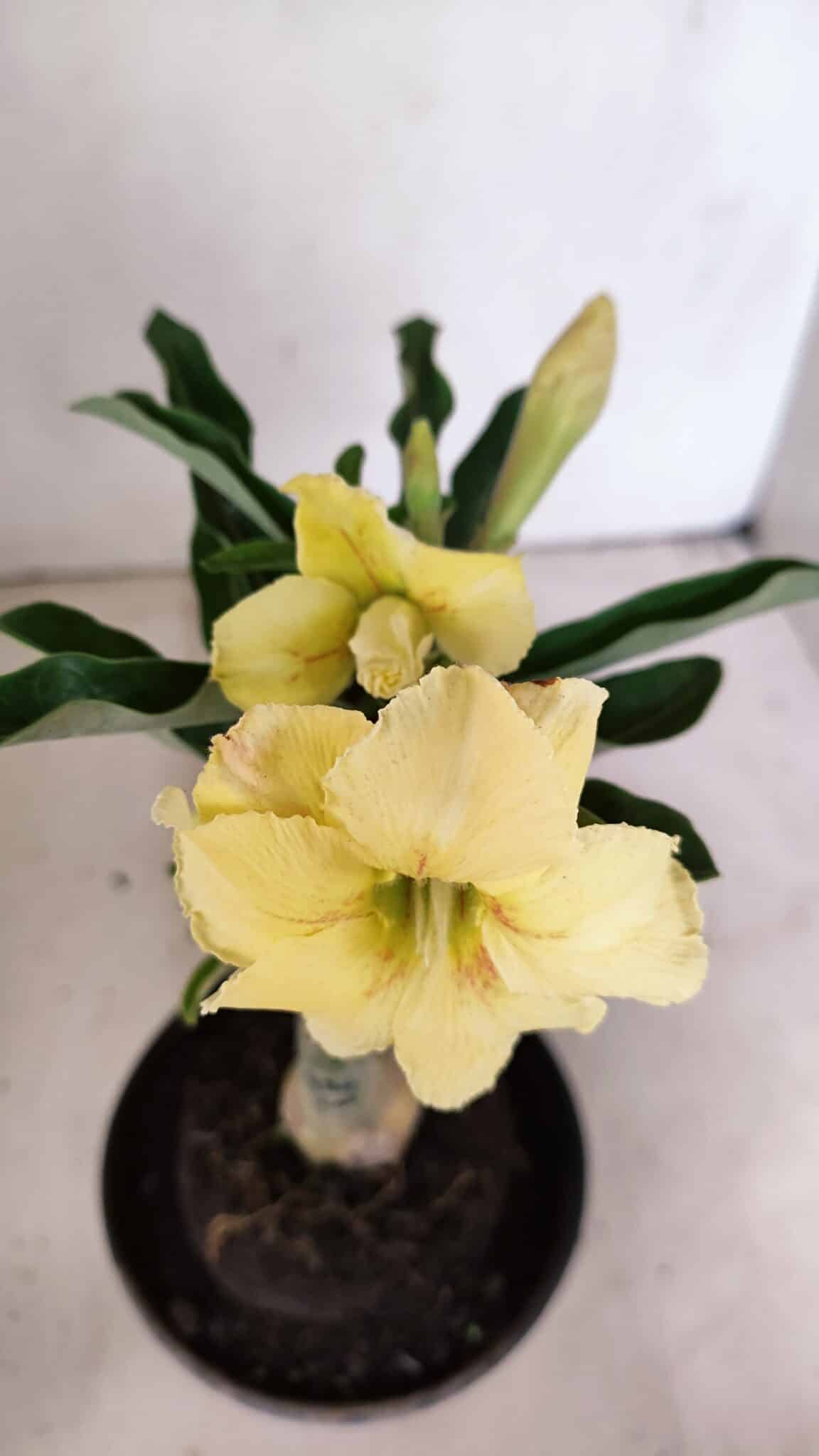 ENXERTO 12326 (3) ENXERTO 12326 – 20cm (cor LM 436) - Imagem 4