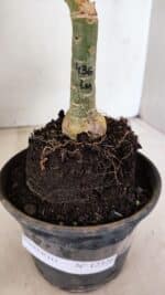 ENXERTO 12326 – 20cm (cor LM 436) - Imagem 7