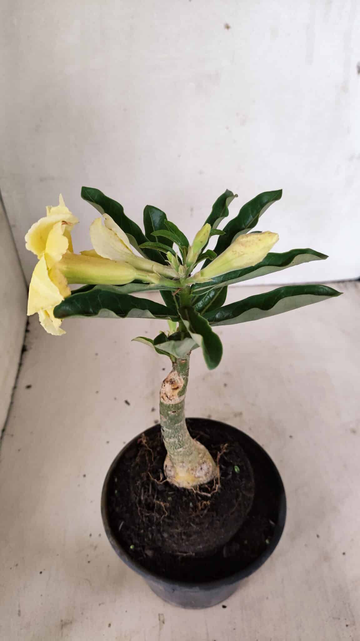 ENXERTO 12326 (5) ENXERTO 12326 – 20cm (cor LM 436) - Imagem 5