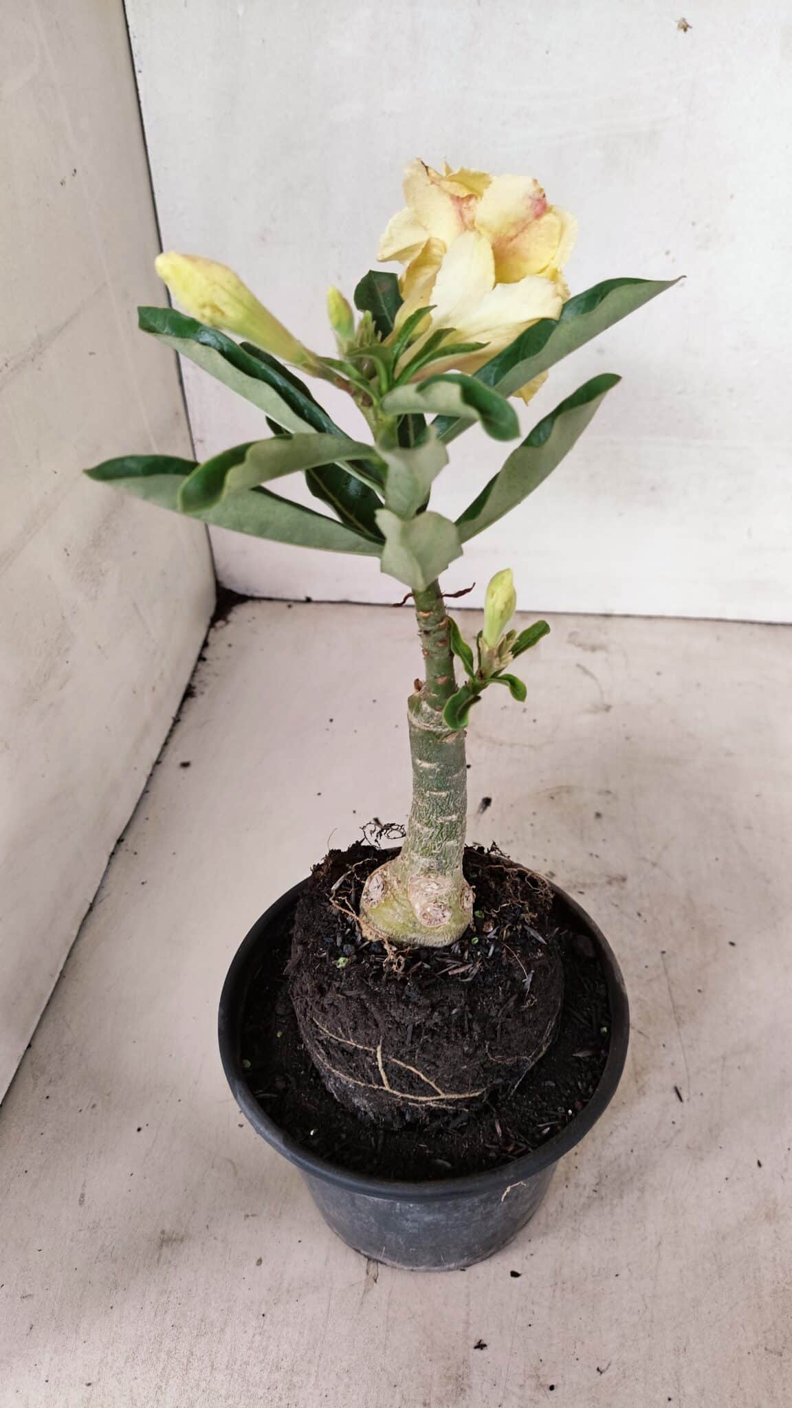 ENXERTO 12326 (6) ENXERTO 12326 – 20cm (cor LM 436) - Imagem 6