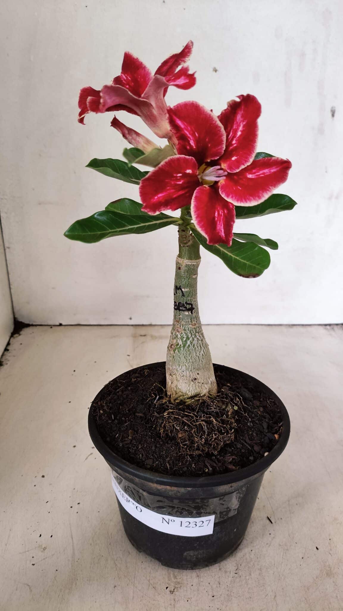 ENXERTO 12327 (1) ENXERTO 12327 – 20cm (cor LM 887) - Imagem 2