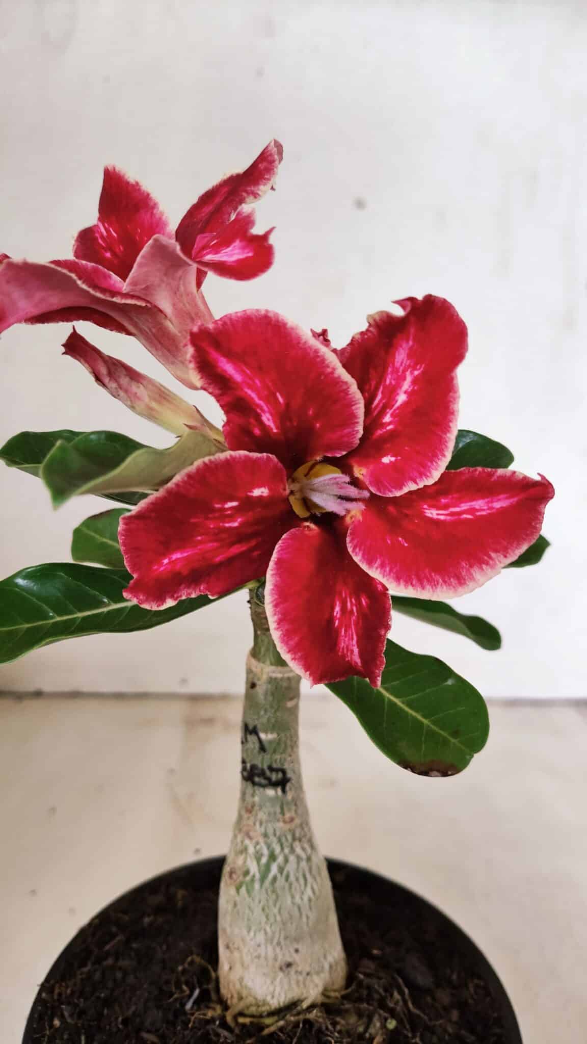 ENXERTO 12327 (2) ENXERTO 12327 – 20cm (cor LM 887) - Imagem 1