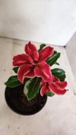 ENXERTO 12327 – 20cm (cor LM 887) - Imagem 4