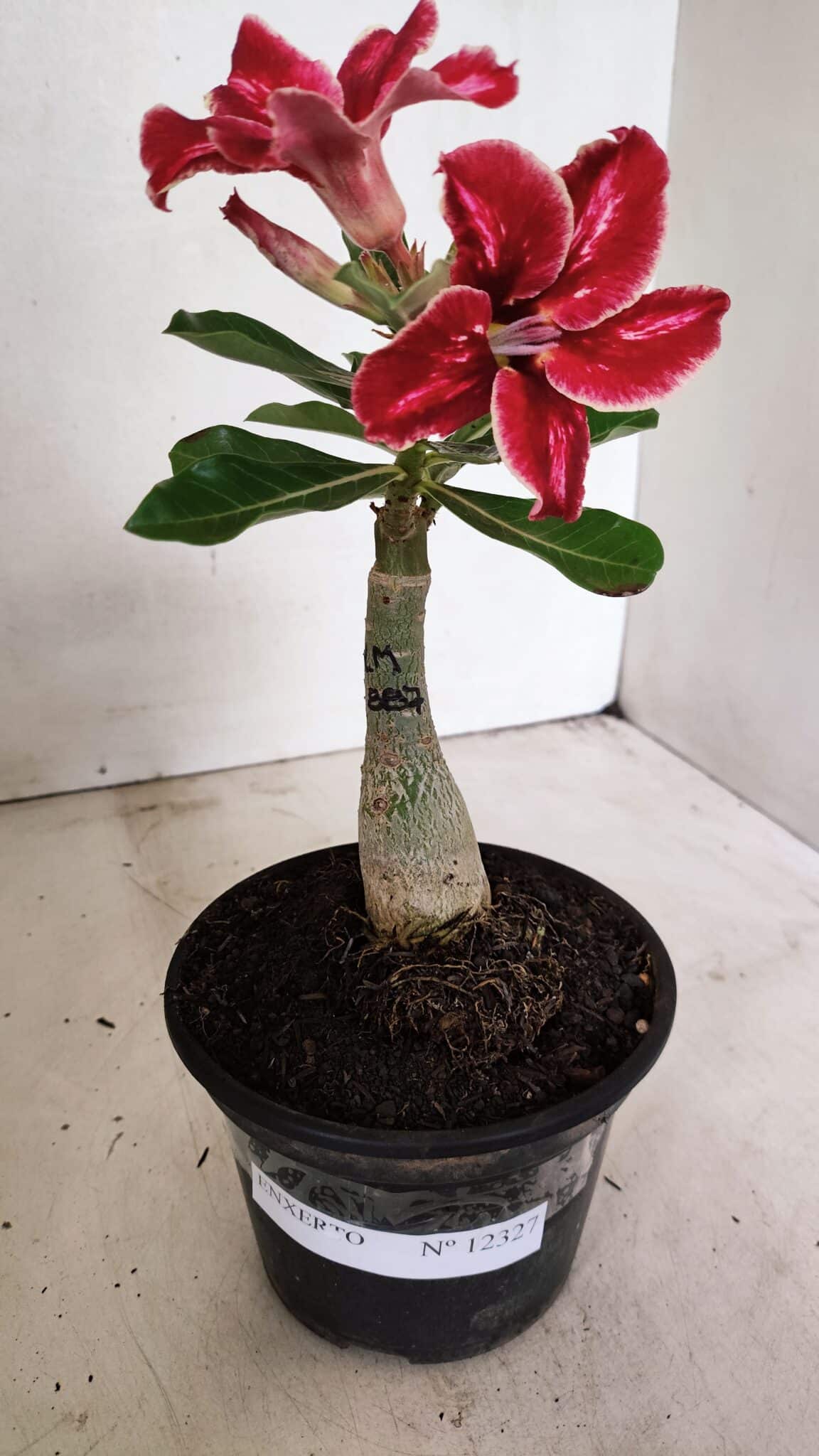 ENXERTO 12327 (4) ENXERTO 12327 – 20cm (cor LM 887) - Imagem 7