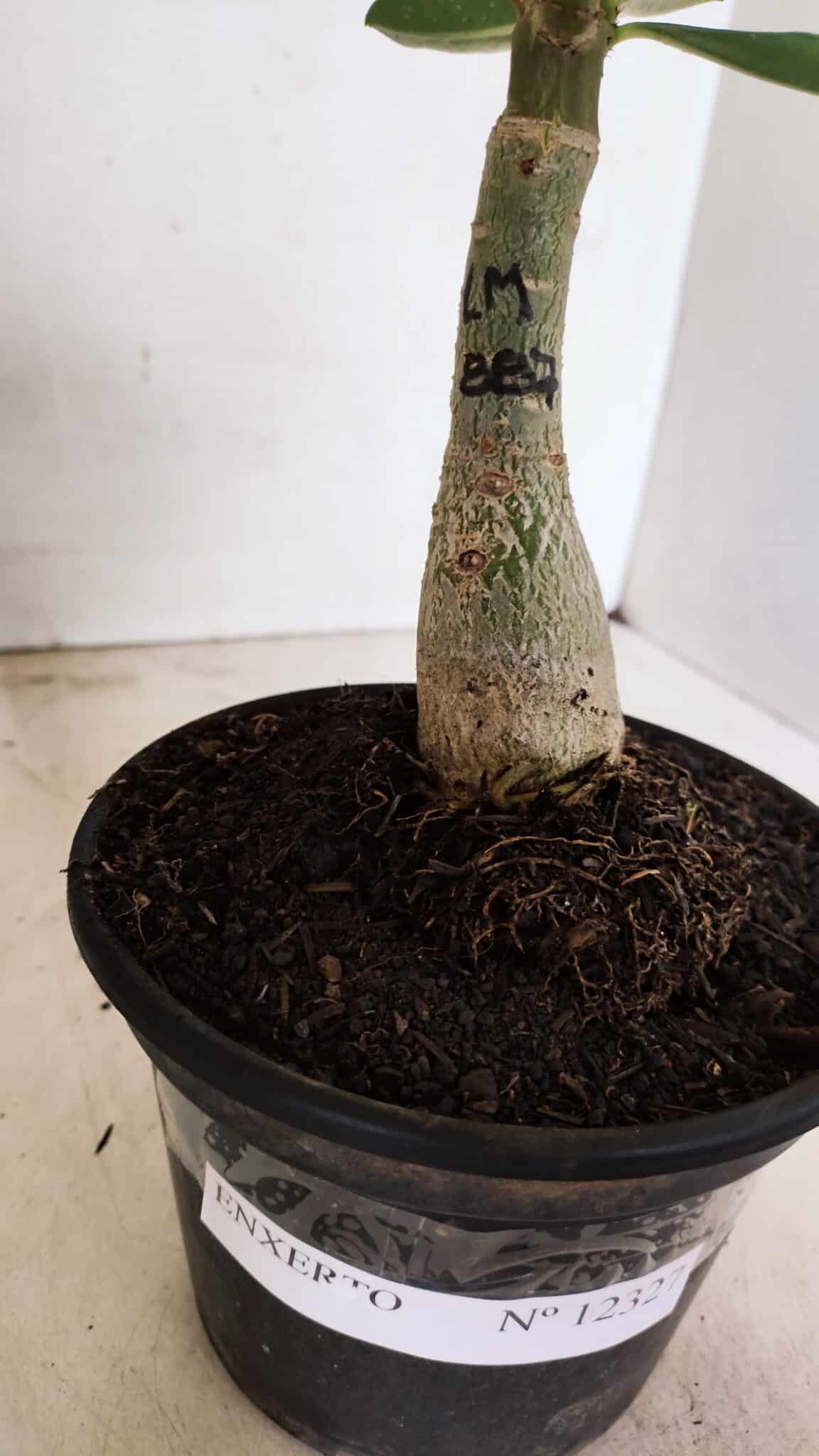 ENXERTO 12327 (5) ENXERTO 12327 – 20cm (cor LM 887) - Imagem 6