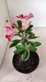 ENXERTO 12327 – 20cm (cor LM 887) - Imagem 5