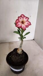 ENXERTO 12328 – 20cm (cor LM 914) - Imagem 2