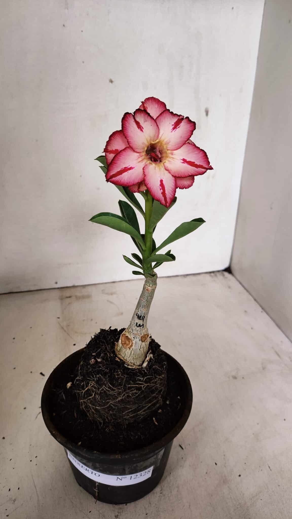 ENXERTO 12328 (1) ENXERTO 12328 – 20cm (cor LM 914) - Imagem 2