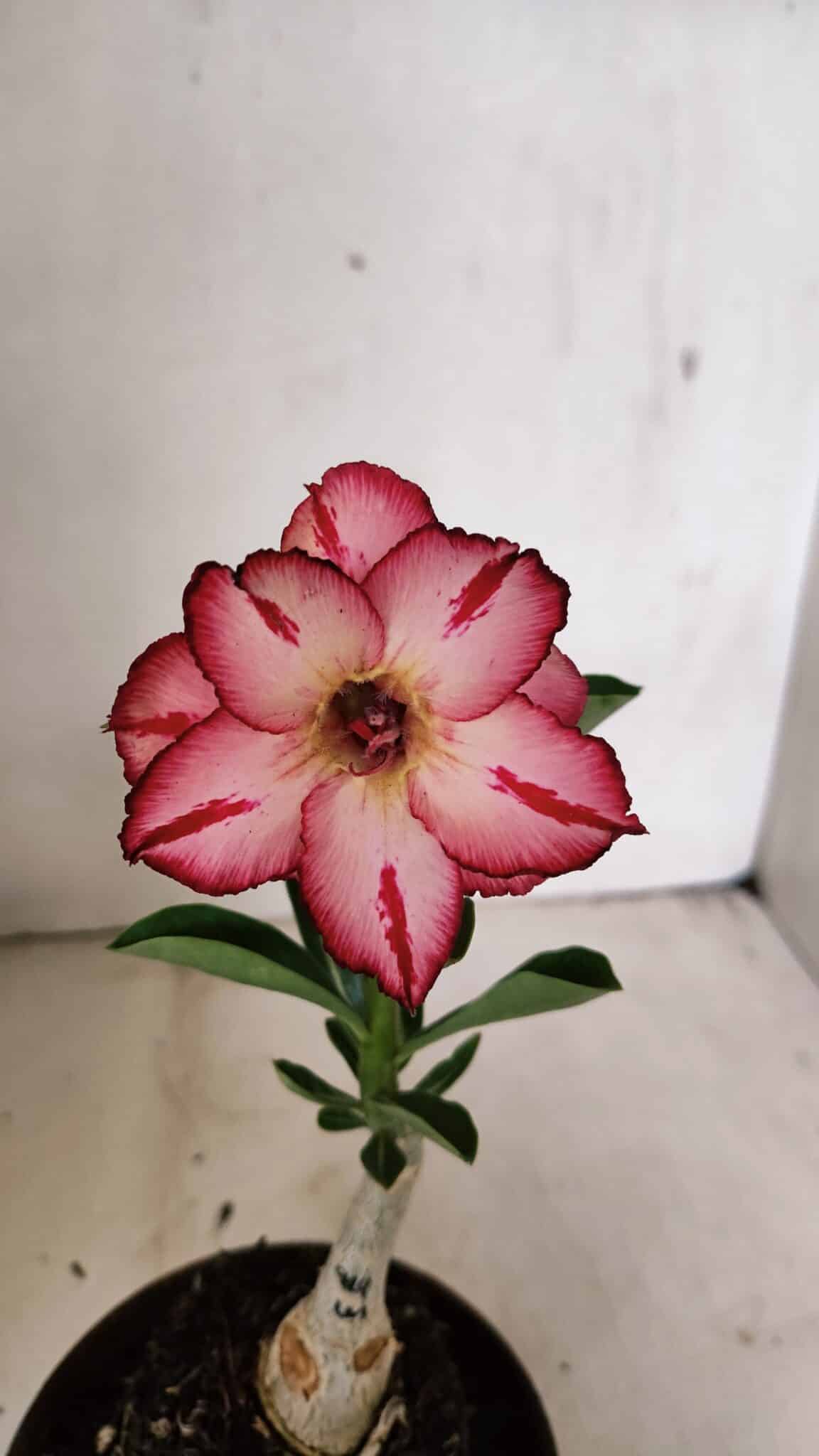 ENXERTO 12328 (2) ENXERTO 12328 – 20cm (cor LM 914) - Imagem 1