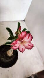 ENXERTO 12328 – 20cm (cor LM 914) - Imagem 4