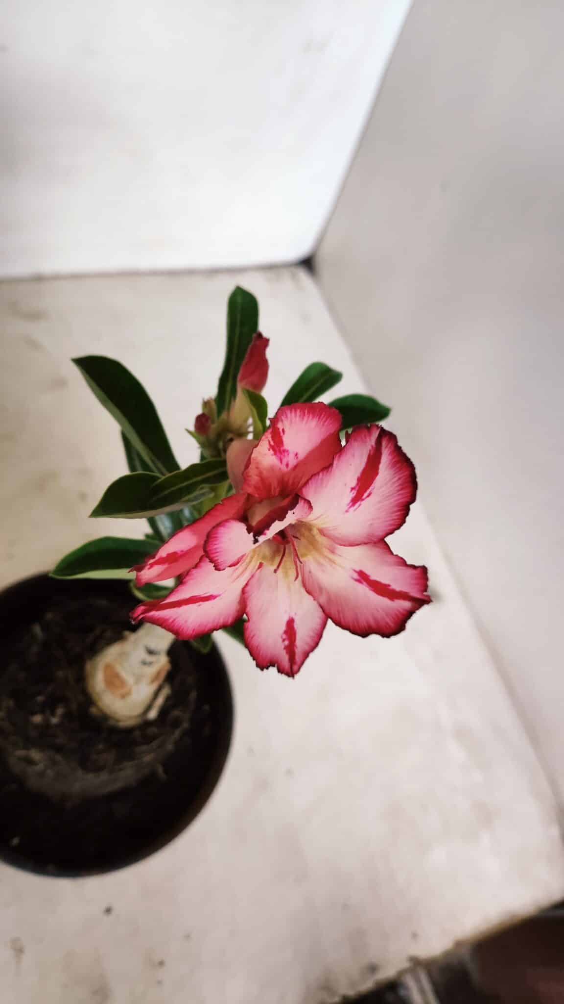 ENXERTO 12328 (3) ENXERTO 12328 – 20cm (cor LM 914) - Imagem 4