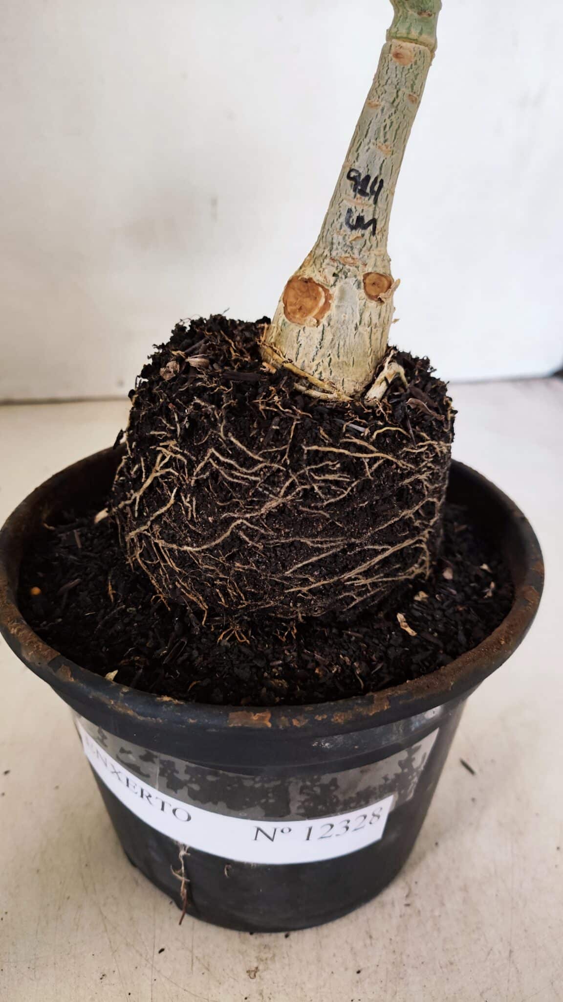 ENXERTO 12328 (4) ENXERTO 12328 – 20cm (cor LM 914) - Imagem 6