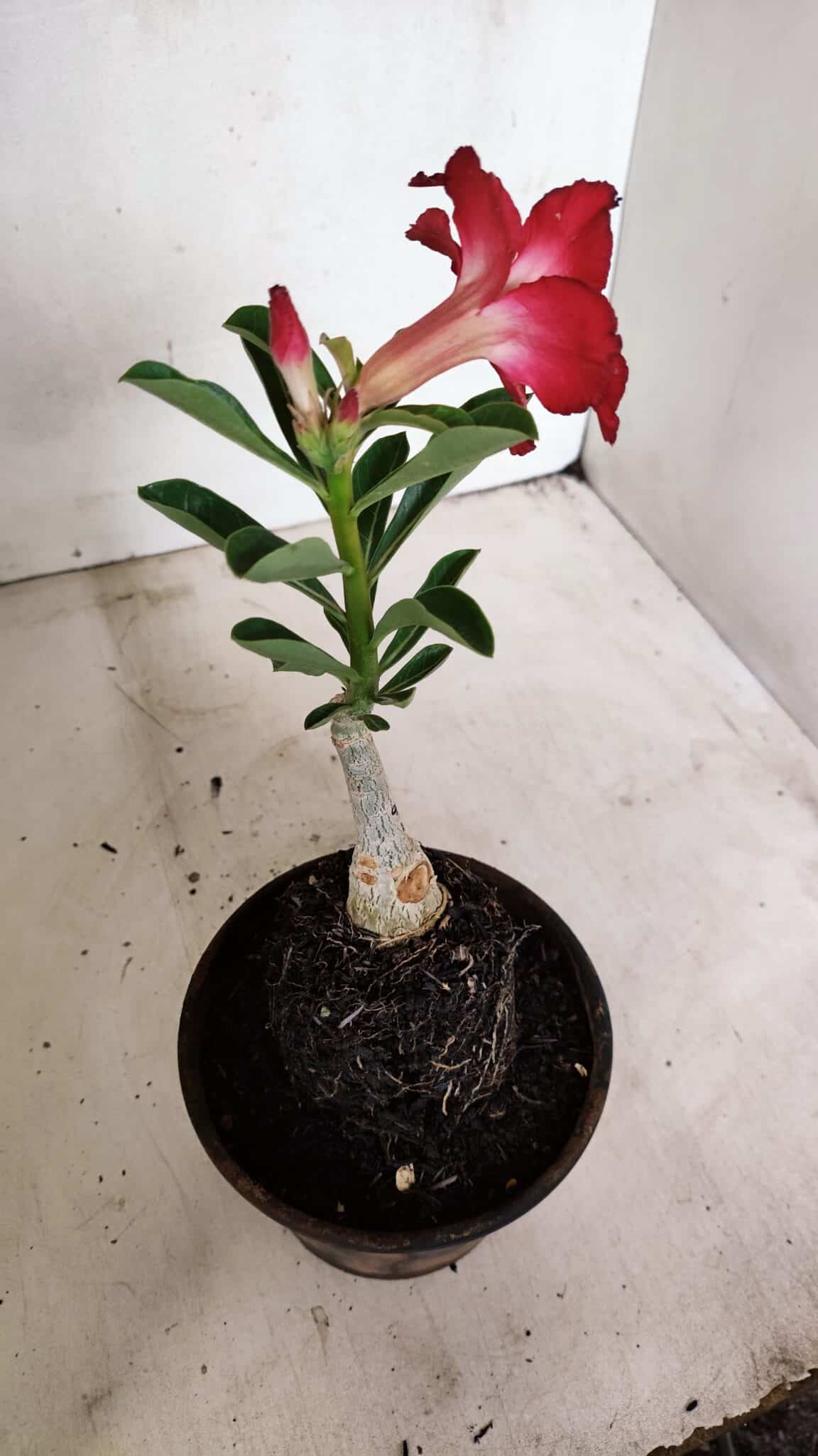 ENXERTO 12328 (5) ENXERTO 12328 – 20cm (cor LM 914) - Imagem 5