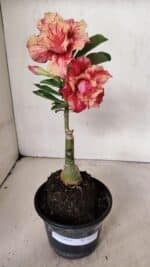 ENXERTO 12329 – 20cm (cor LM 402) - Imagem 2