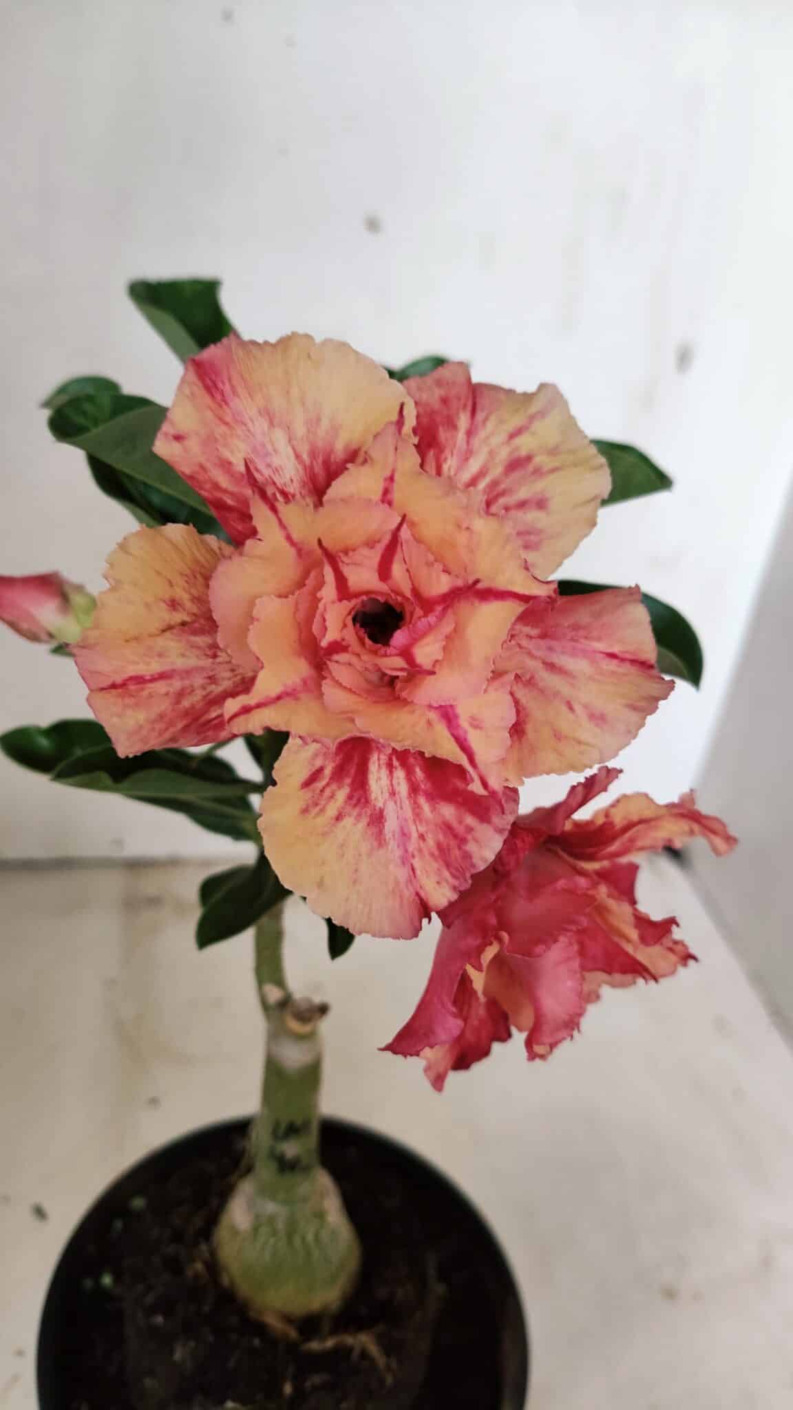 ENXERTO 12329 (2) ENXERTO 12329 – 20cm (cor LM 402) - Imagem 1