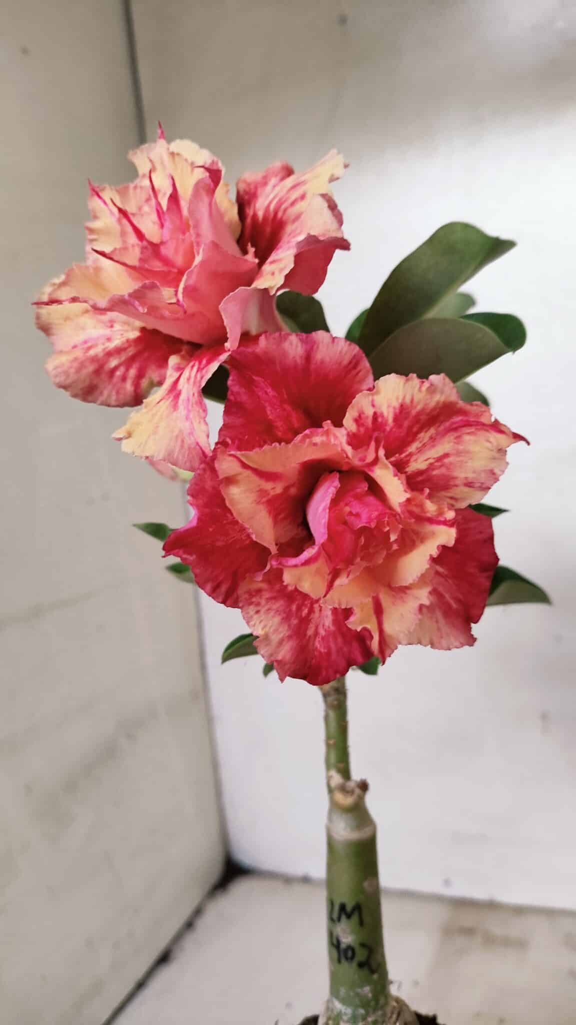 ENXERTO 12329 (3) ENXERTO 12329 – 20cm (cor LM 402) - Imagem 3