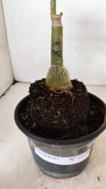 ENXERTO 12329 – 20cm (cor LM 402) - Imagem 6