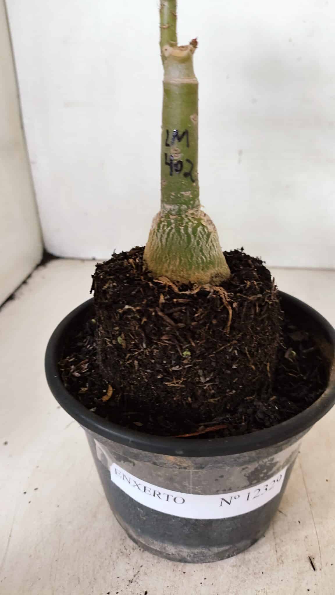 ENXERTO 12329 (4) ENXERTO 12329 – 20cm (cor LM 402) - Imagem 6