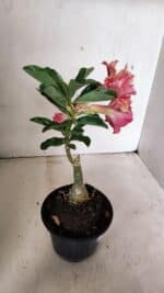 ENXERTO 12329 – 20cm (cor LM 402) - Imagem 5