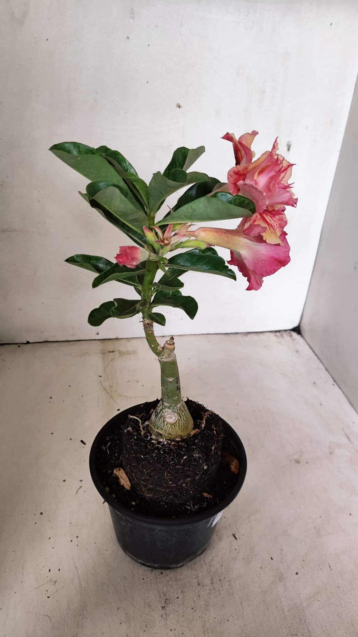 ENXERTO 12329 (5) ENXERTO 12329 – 20cm (cor LM 402) - Imagem 5