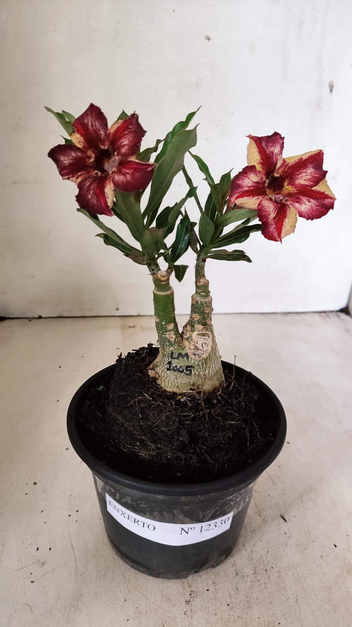 ENXERTO 12330 (1) ENXERTO 12330 – 20cm (cor LM 1005) - Imagem 1