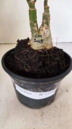 ENXERTO 12330 – 20cm (cor LM 1005) - Imagem 7