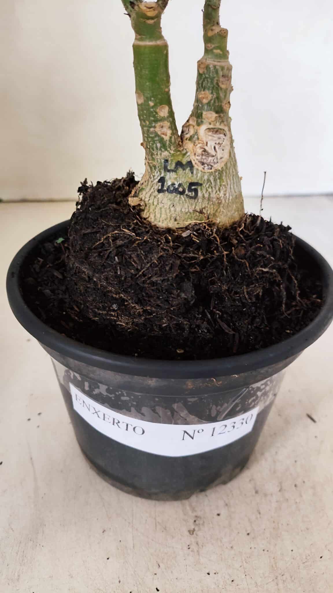 ENXERTO 12330 (2) ENXERTO 12330 – 20cm (cor LM 1005) - Imagem 7