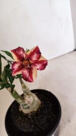 ENXERTO 12330 – 20cm (cor LM 1005) - Imagem 4