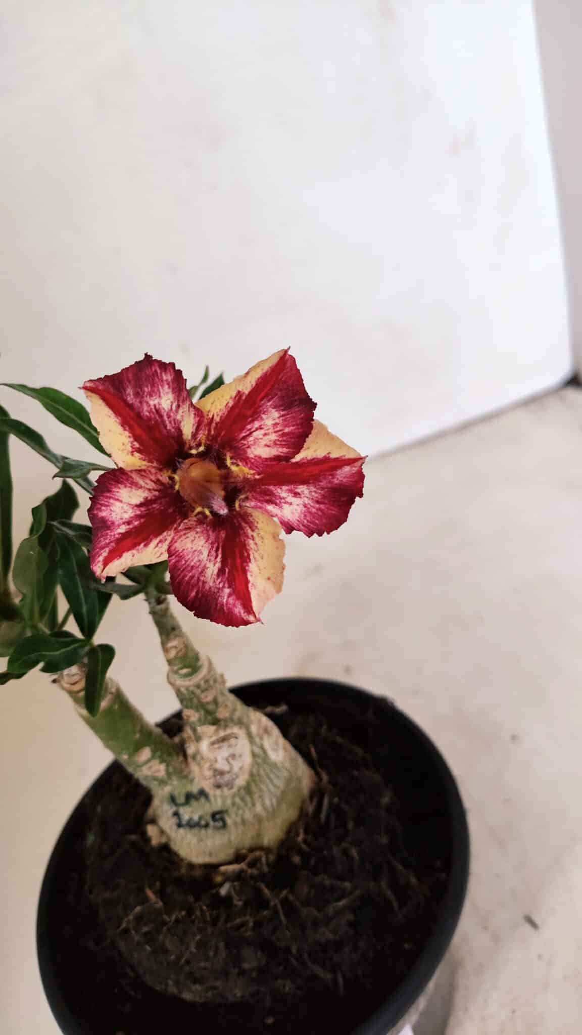 ENXERTO 12330 (3) ENXERTO 12330 – 20cm (cor LM 1005) - Imagem 4