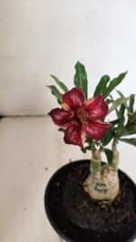 ENXERTO 12330 – 20cm (cor LM 1005) - Imagem 3