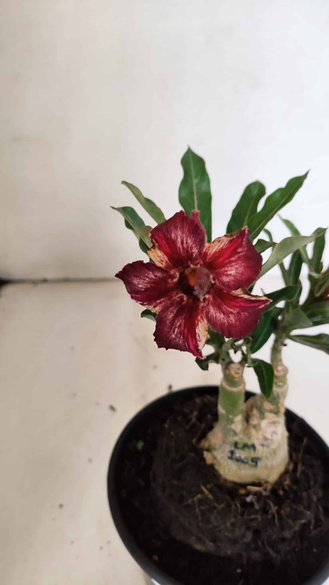 ENXERTO 12330 (4) ENXERTO 12330 – 20cm (cor LM 1005) - Imagem 3